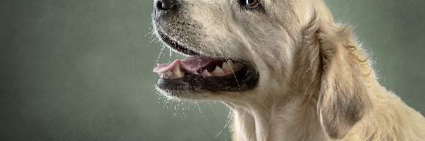 Mordka, Golden retriever, Pies