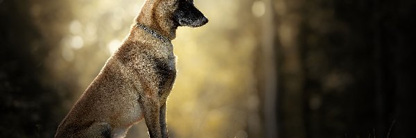 Trawa, Owczarek belgijski Malinois, Pies