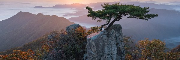 Sosny, Wschód Słońca, Korea Południowa, Prowincja Jeolla Północna, Drzewa, Góry, Mgła, Park Prowincjonalny Daedunsan