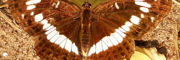 Pokłonnik kamilla, Motyl