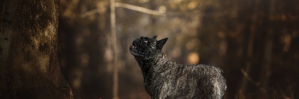 Buldog francuski, Bokeh, Drzewo, Pies