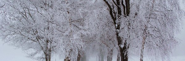 Droga, Śnieg, Psy, Drzewa