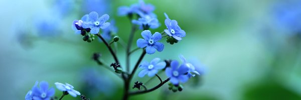 Kwiaty, Niebieskie, Brunera Wielkolistna