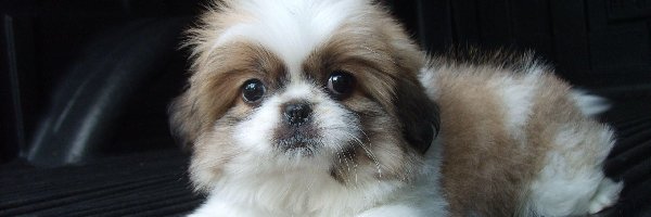 Shih Tzu, Szczeniak