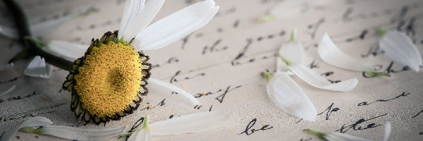 Papier, List, Pismo, Płatki Kwiat, Kwiatek