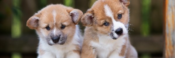 Welsh corgi pembroke, Szczeniaki