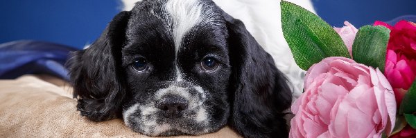 Pies, Cocker spaniel amerykański, Szczeniak, Kwiaty, Poduszka