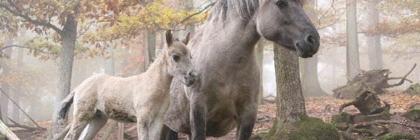 Źrebak, Mgła, Las, Koń