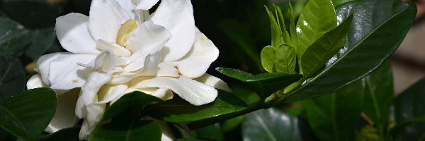 Gardenia jaśminowata