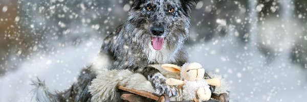 Sanki, Umaszczenie blue merle, Zima, Border collie, Pies, Zabawka, Śnieg