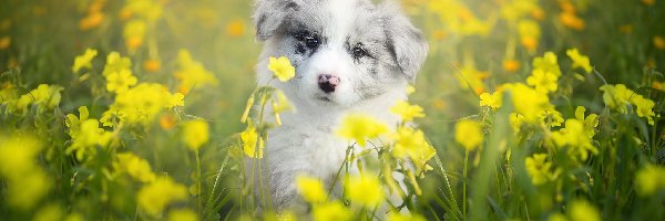 Border collie, Kwiaty, Łąka, Szczeniak