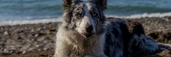 Piasek, Piłeczka, Plaża, Woda, Border collie, Pies