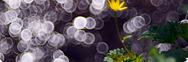 Żółty, Liście, Kwiatek, Bokeh, Światło