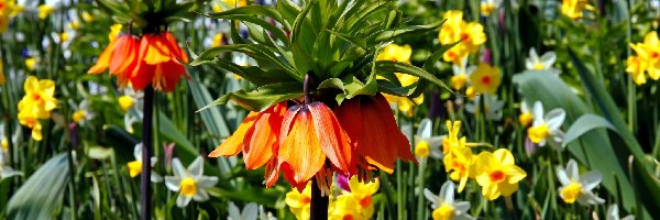 Fritillaria, Kwiaty, Szachownica, Ogród, Lato