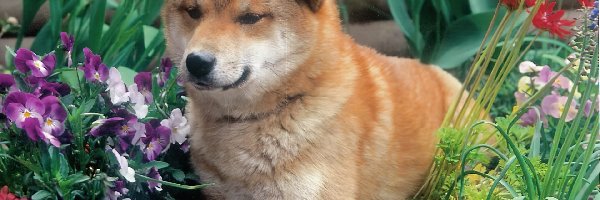 kwiaty, Shiba inu