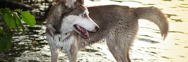 Woda, Siberian Husky, Pies