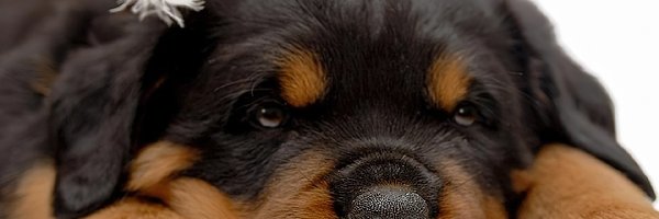 Rottweiler, Szczeniak