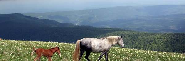 Koń, Źrebak, Siwek, Wzgórza, Łąka