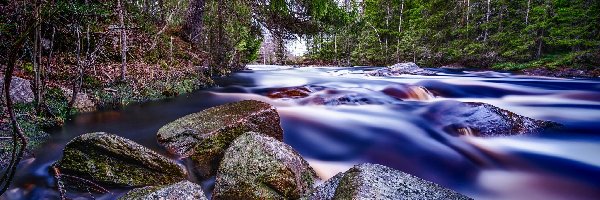 Kamienie, Rwąca Rzeka, Las