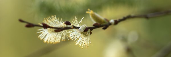 Gałązka, Kotki, Wierzba, Makro, Bazie