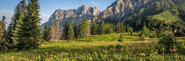 Góry Alpy, Drzewa, Łąka, Austria