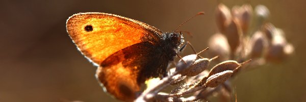 Owad, Motyl, Przestrojnik