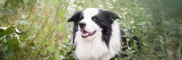 Border collie, Rośliny, Łąka, Pies