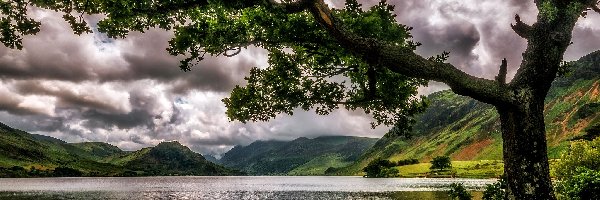 Drzewo, 
, Chmury, Jezioro