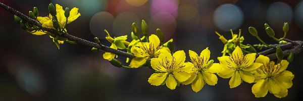Kwiaty, Żółte, Gałązka
