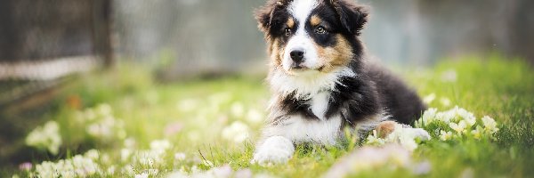 Łąka, Owczarek australijski-australian shepherd, Szczeniak