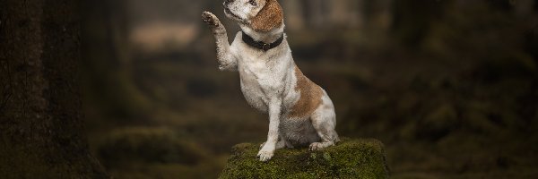 Las, Wyciągnięta, Łapka, Beagle, Pies, Mech, Pień