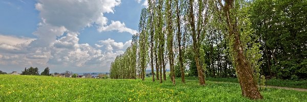 Droga, Chmury, Drzewa, Łąka