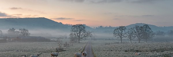 Mgła, Owce, Drzewa, Droga