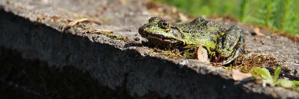 Kamień, Żaba, Zielona