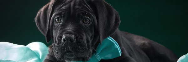 Cane Corso, Szczeniak, Pies