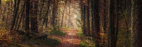 Las, Ścieżka, Droga, Jesień, Drzewa