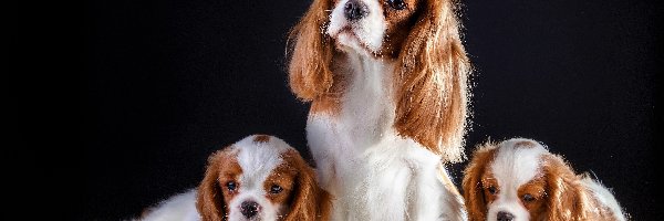 Cavalier King Charles spaniele, Trzy