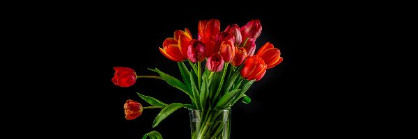 Tulipany, Czarne tło, Bukiet, Czerwone