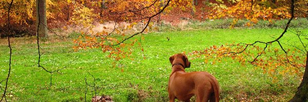 jesień, złota, Rhodesian ridgeback