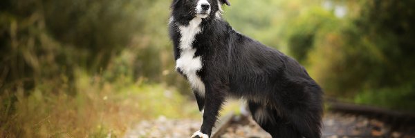 Liście, Tory, Border collie