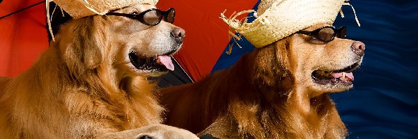 Kapelusze, Golden retriever, Parasol, Okulary, Psy, Dwa