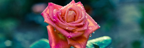 Rosy, Krople, Róża