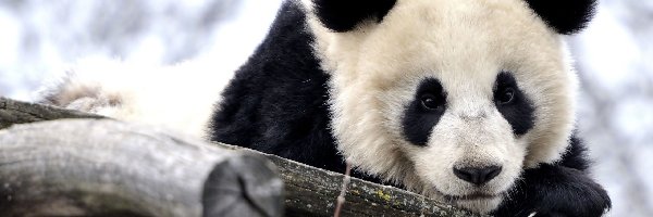 Drzewo, Panda wielka