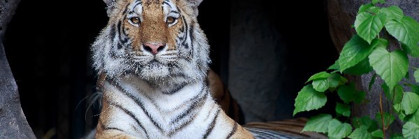 Tygrys bengalski, Leżący