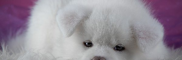 Szczeniak, Akita inu, Biały