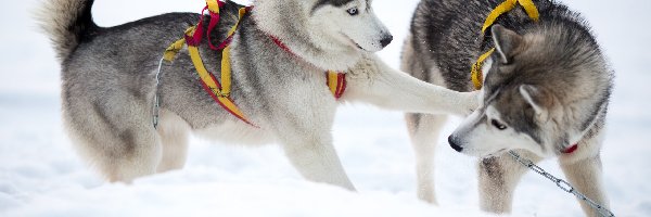 Zabawa, Siberian husky, Psy