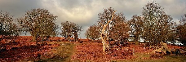 Park, Bradgate, Leicestershire