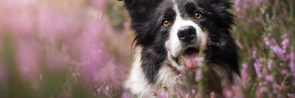 Wrzosy, Border collie, Pies