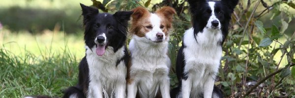 Zieleń, Border Collie