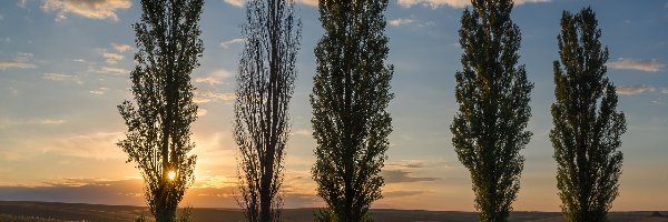 Zachód słońca, Topole, Drzewa